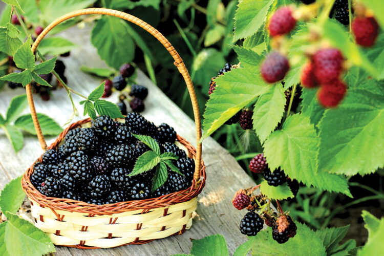 Summer Harvests and Winter Projects